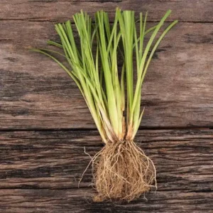 Vetiver (Chrysopogon zizanioides)