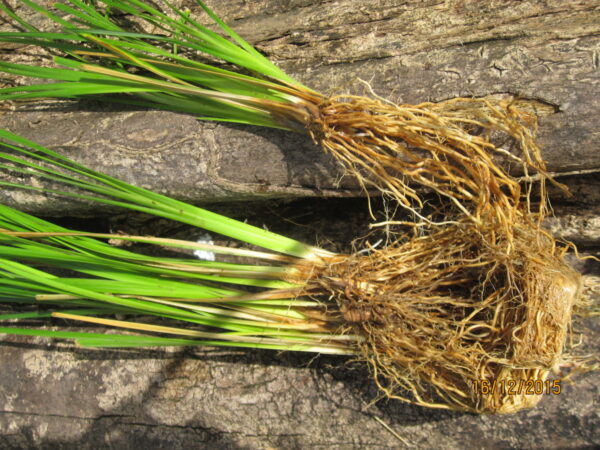 Vetiver (Chrysopogon zizanioides)
